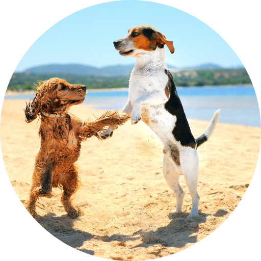 Produtos Para Pet É no Mercado Livre Clique e Descubra