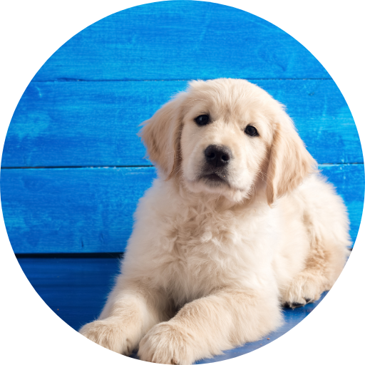 Produtos Para Pet É no Mercado Livre Clique e Descubra